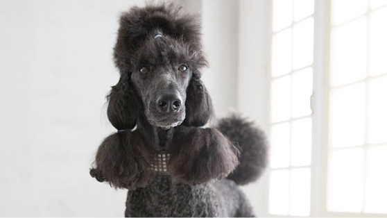 カジュアルペット