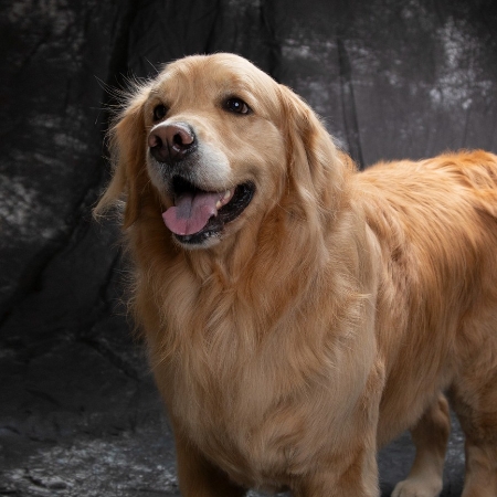 aoki studio フォードッグ